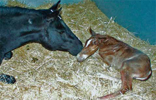 Mare and Foal