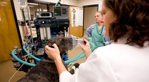 Oxygen being administered to a dog