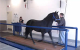 Horse on Treadmill
