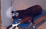 Equine MRI