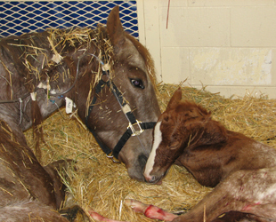 Mare and Foal