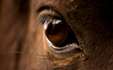 Horse Eye