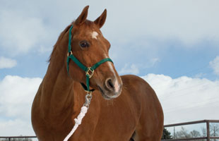 Equine Sports Medicine