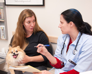 Veterinarian Discussing With Owner And Dog