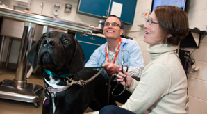 Black Dog Receiving Exam From Clinicians