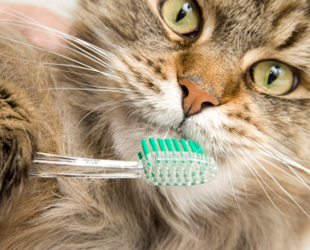 Cat With Toothbrush