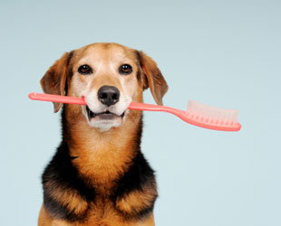 Dog holding toothbrush