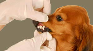 A Puppy's Teeth