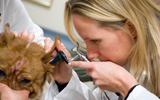 Veterinarian Checking Ear