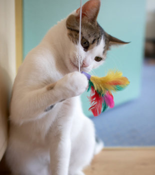 Cat Playing with Feather