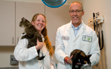 Veterinarians Holding Cat And Dog