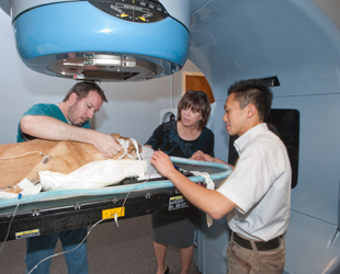 Clinicians Performing Imaging on a Dog