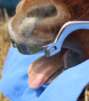 Equine Dentistry