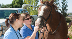 students examining a horse