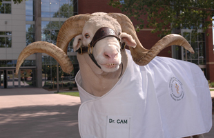 Cam the Ram