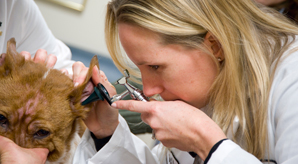 Veterinarian Examining Dog Ear