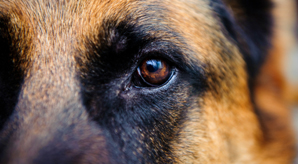 German Shepard Eye