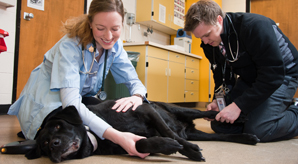 Students Examining Dog