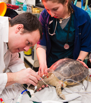 Turtle Prepped for Surgery